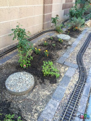 Mr. DAPs Railway – Jacaranda Tree Removal